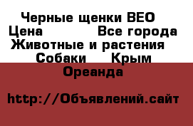 Черные щенки ВЕО › Цена ­ 5 000 - Все города Животные и растения » Собаки   . Крым,Ореанда